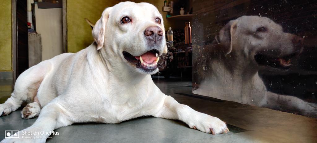 A Smiling Bussiness Dog